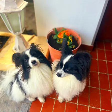 Oswaldo Hotel Budapest