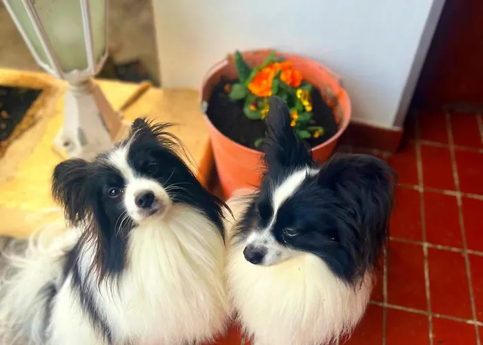 Oswaldo Hotel Budapest