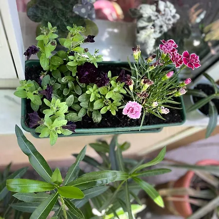 Oswaldo 2* ブダペスト